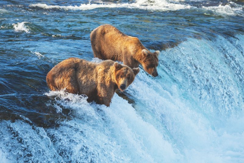 Wildlife and Frontiers of Alaska