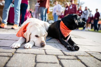 Virginia Tech Alumni Homecoming Tailgate and football game